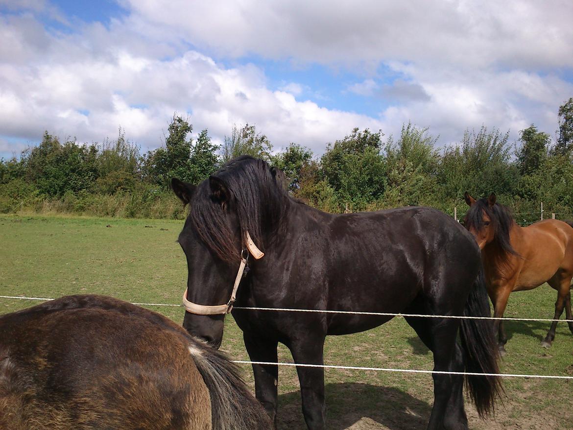 Frieser Hmsogwestern's Antonio billede 9