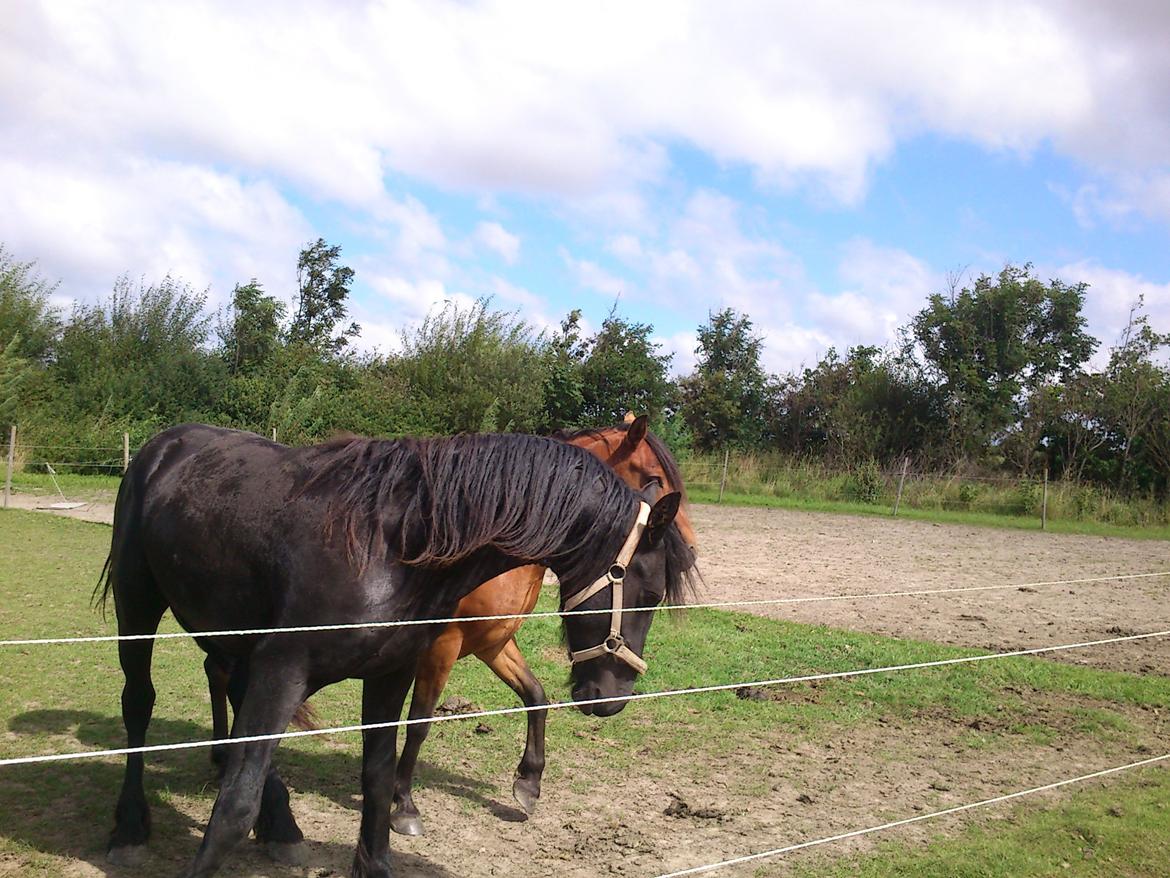 Frieser Hmsogwestern's Antonio billede 10