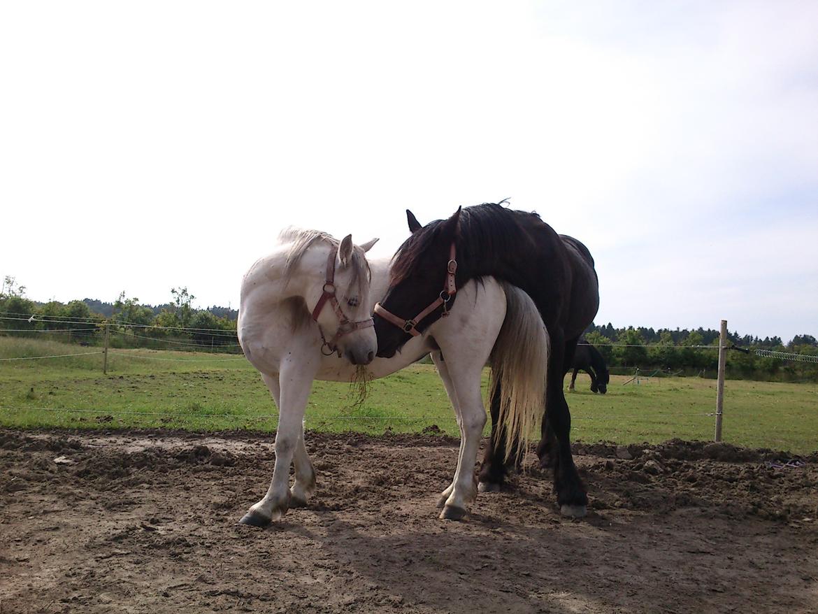 Frieser Hmsogwestern's Antonio billede 7