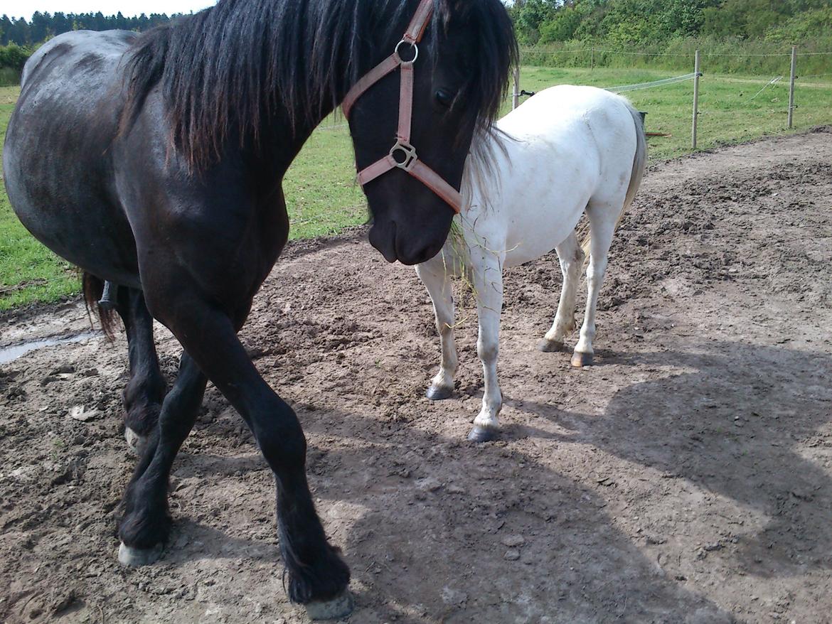 Frieser Hmsogwestern's Antonio billede 11