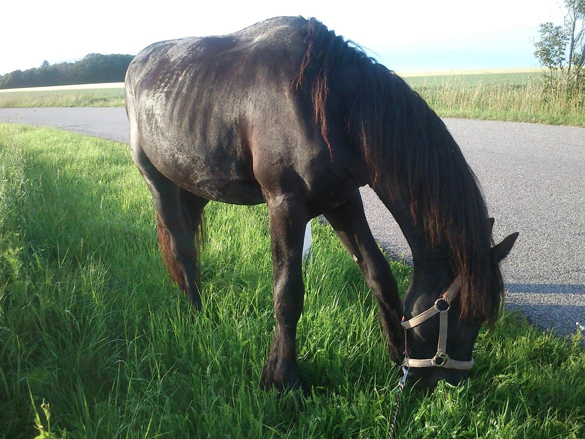 Frieser Hmsogwestern's Antonio billede 4