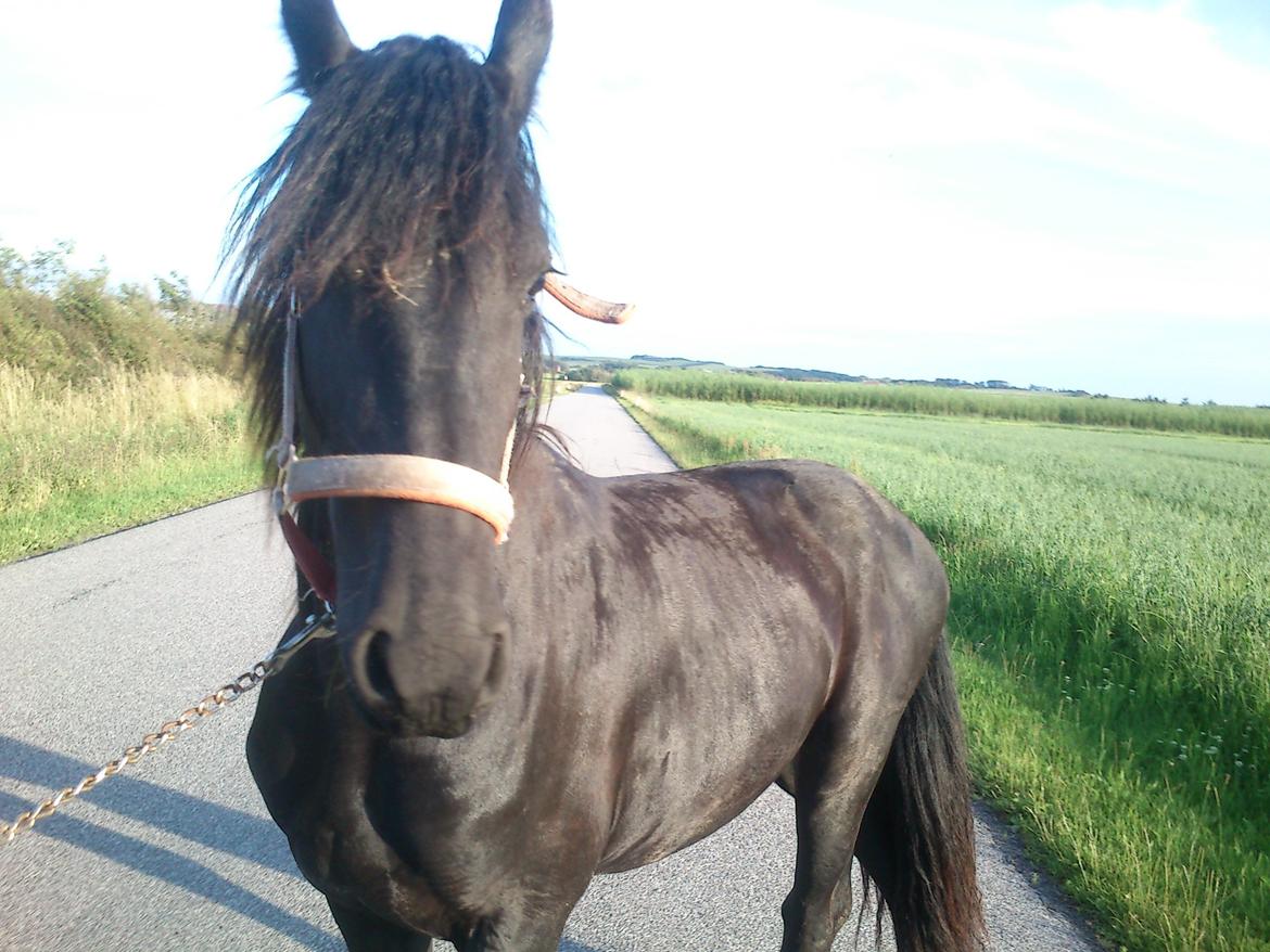 Frieser Hmsogwestern's Antonio billede 12