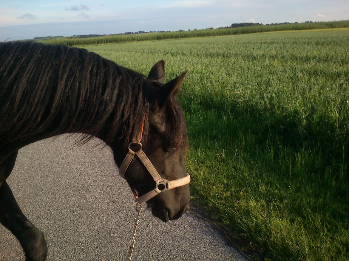 Frieser Hmsogwestern's Antonio billede 13