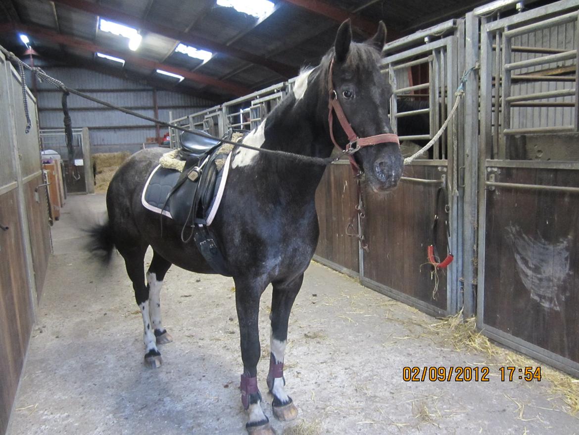 Anden særlig race Wictoria af Bakkebo billede 10