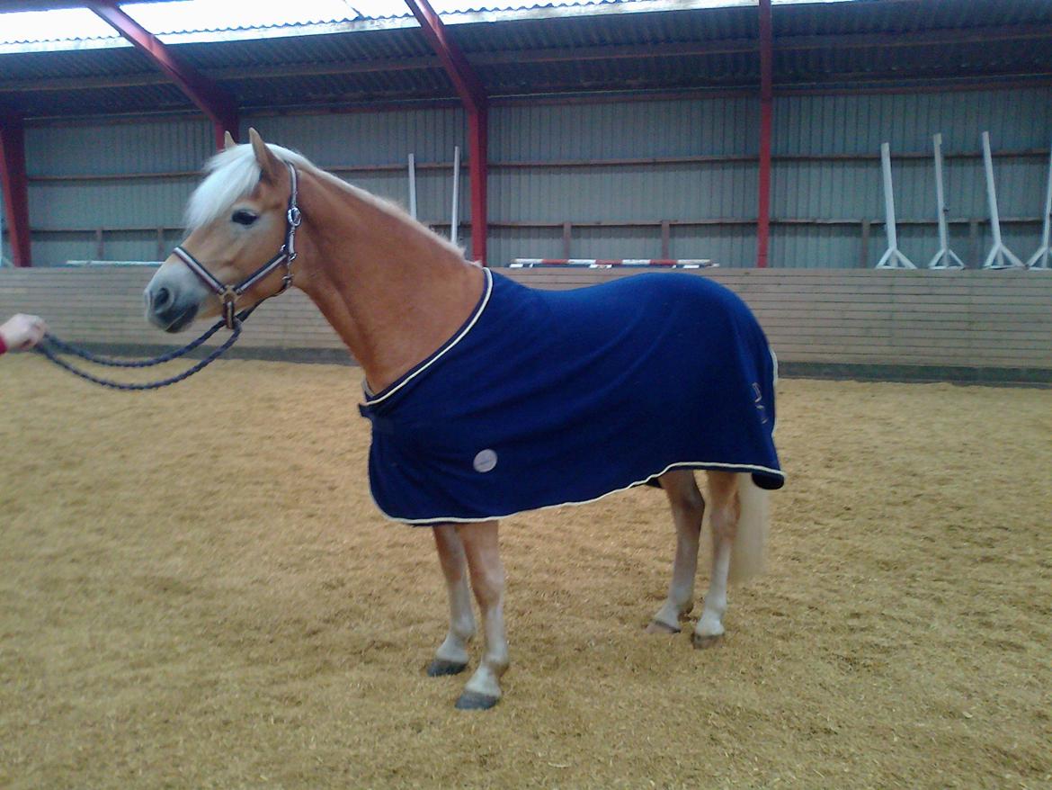 Tyroler Haflinger Suesette  SOLGT ! pr 14-8-2014 - Suesette nu 4 år ... billede 10