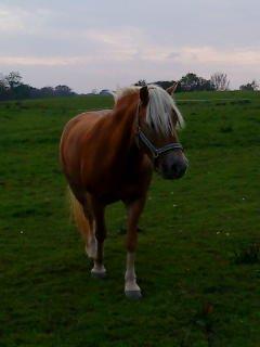 Haflinger Mille Skov - Mille du er mit et og alt! 
fotograf: mig billede 13