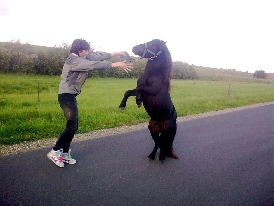 Miniature kim buller håber du har det godt<333333333 - mig og buller er ude at gå en tur  billede 20