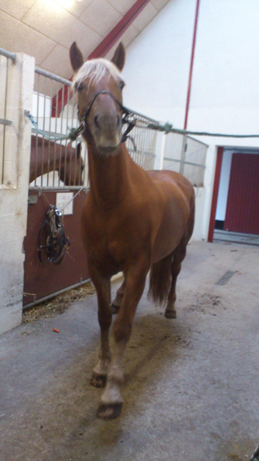 Haflinger Bosse *EUR* (Red) - Velkommen til Bosses profil - Bosse tigger!<3 Foto: mig billede 1