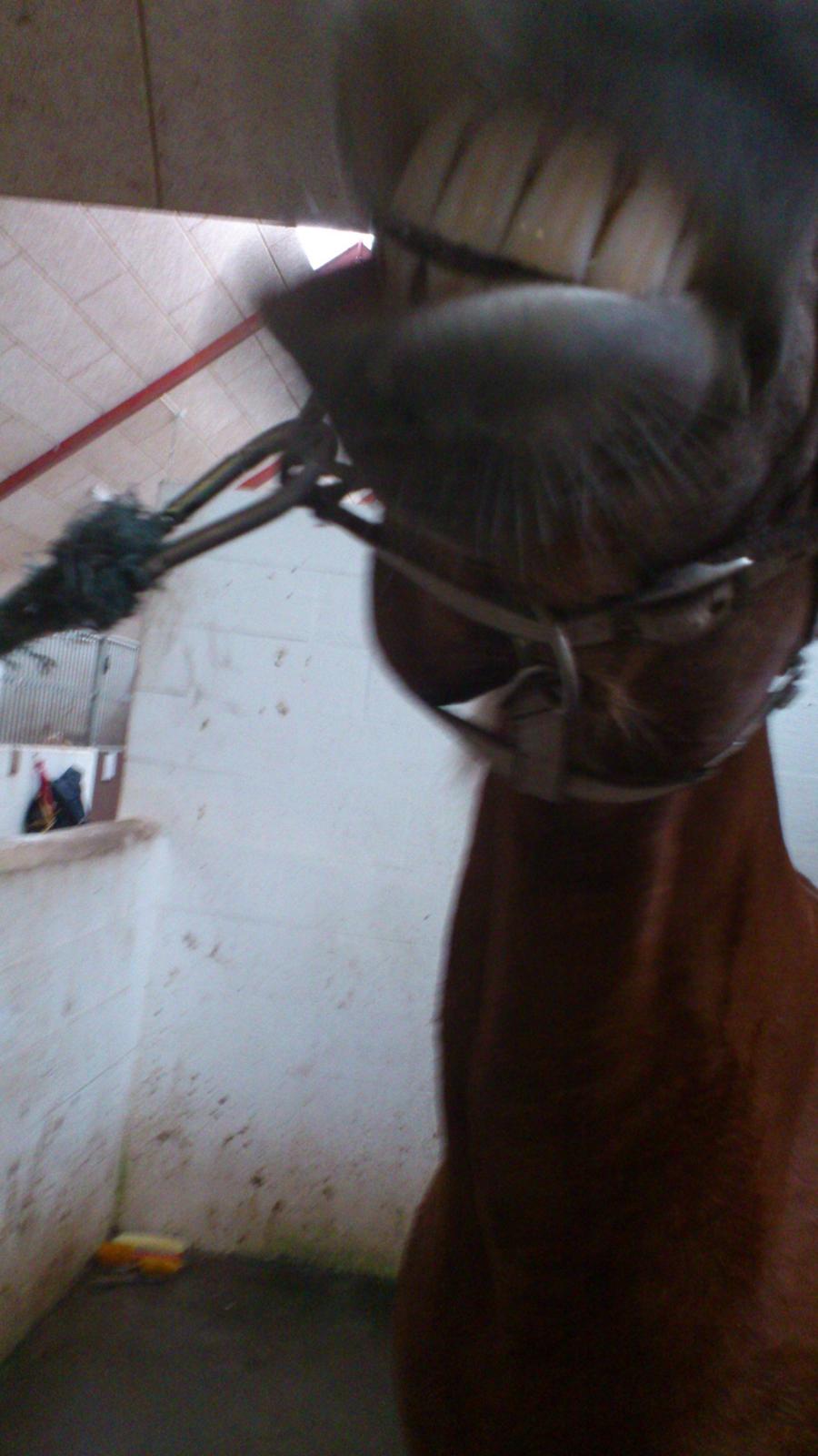 Haflinger Bosse *EUR* (Red) - Smilende pony! foto: mig billede 2