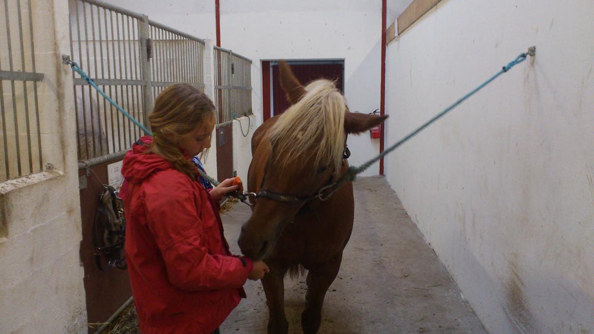 Haflinger Bosse *EUR* (Red) - Søde Bosse spiser æbler!<3 madglade pony! foto: far billede 3