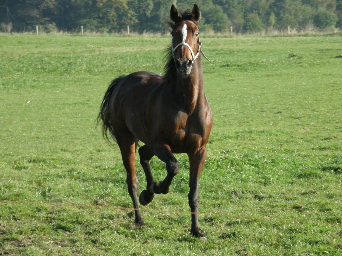 Traver Junior billede 3