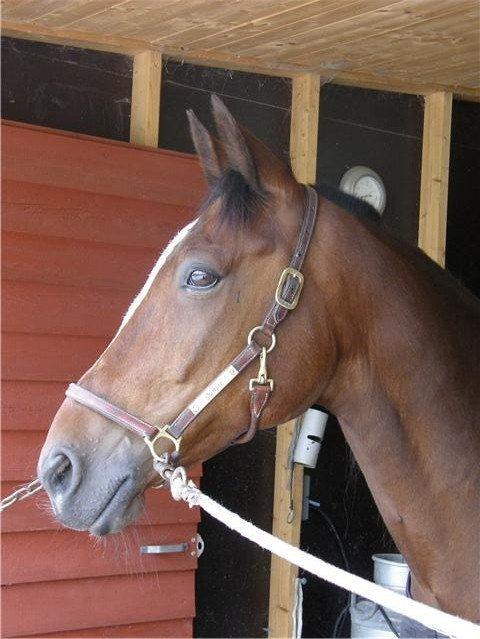 Traver Junior billede 5