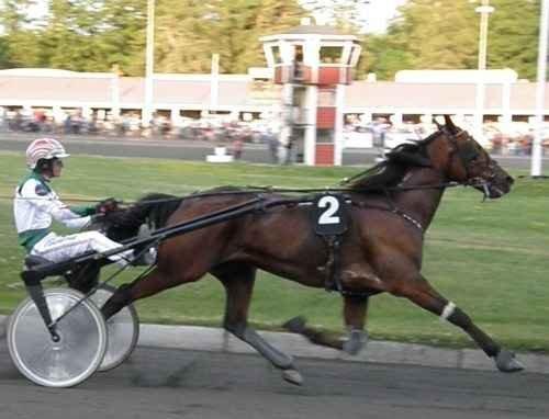 Traver Junior billede 7