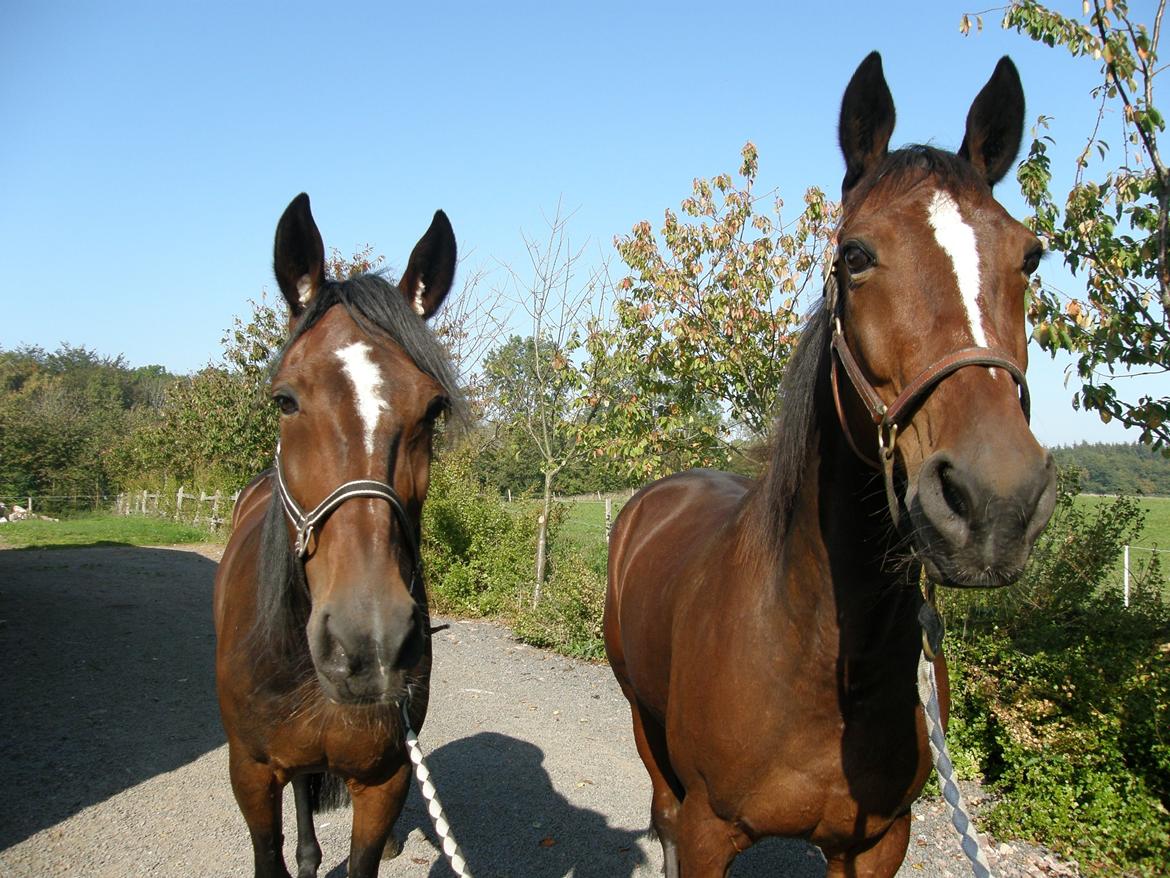 Traver Junior billede 12