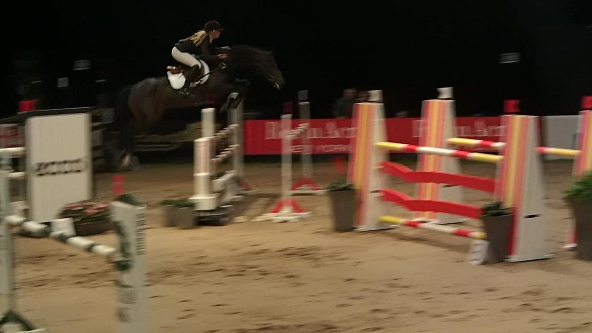 Holstener Carlos "Solgt til USA" - Carlos til 6 års championat 2012 :) billede 1