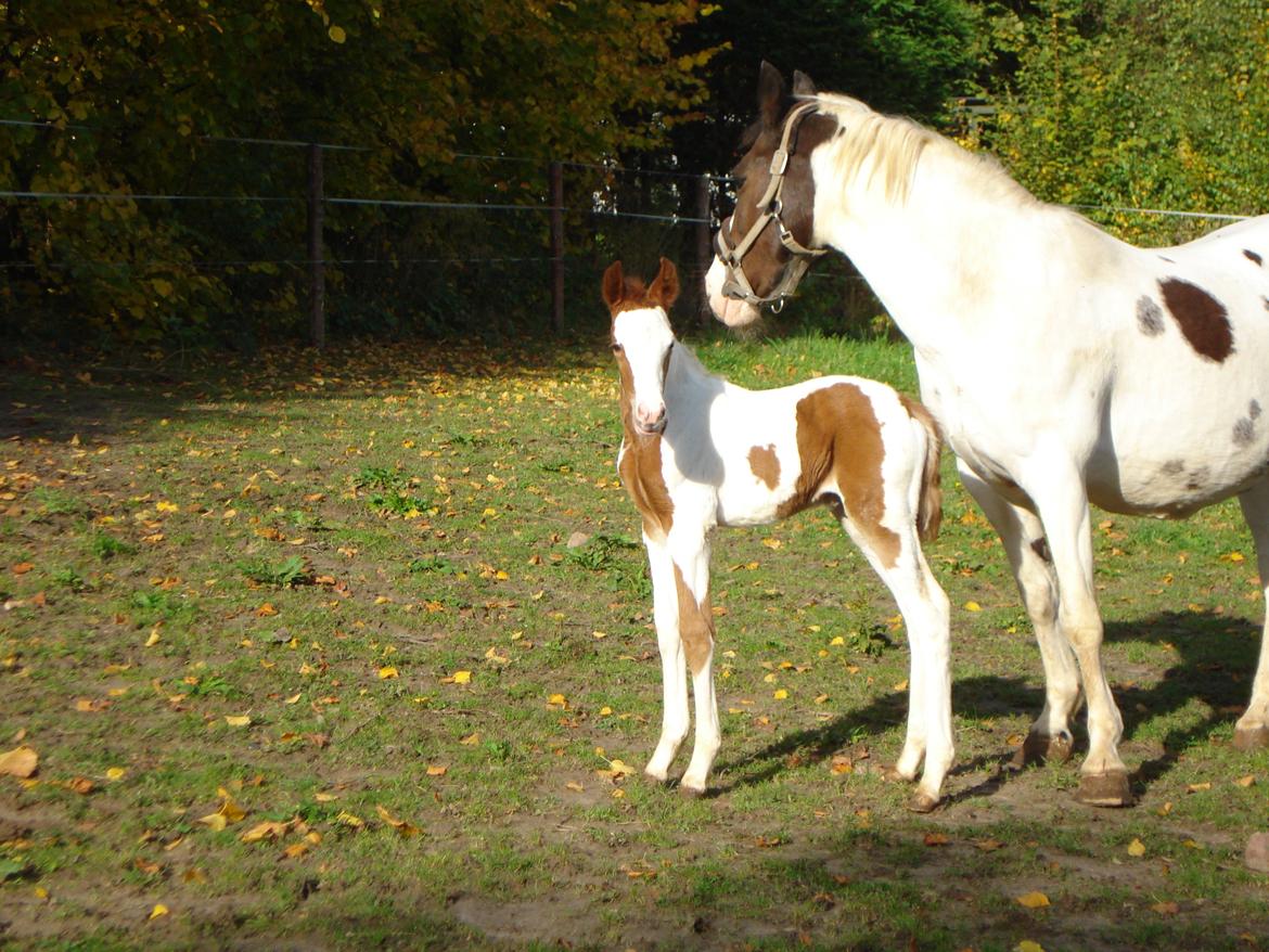 Pinto Orenda Natane billede 2