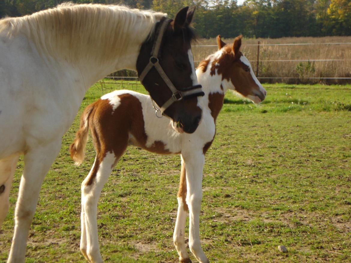 Pinto Orenda Natane billede 4