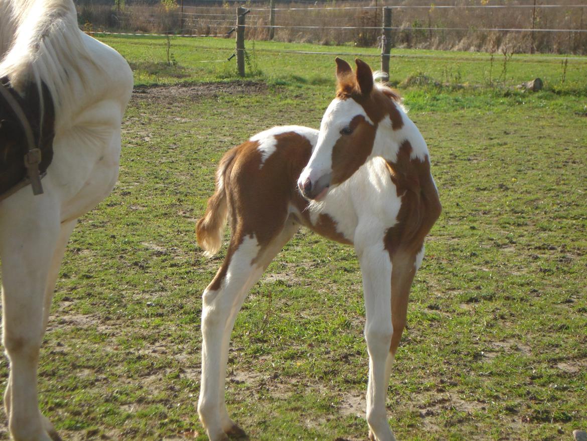 Pinto Orenda Natane billede 1