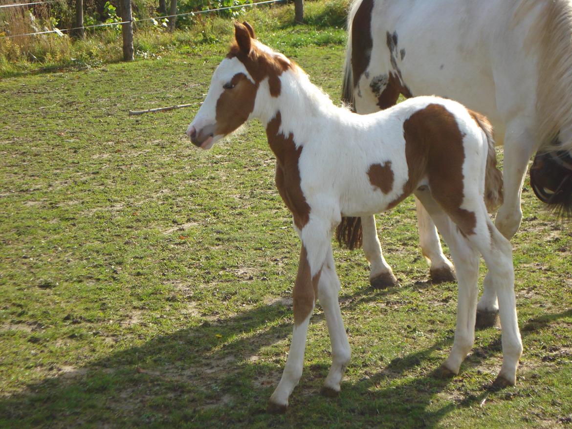 Pinto Orenda Natane billede 6