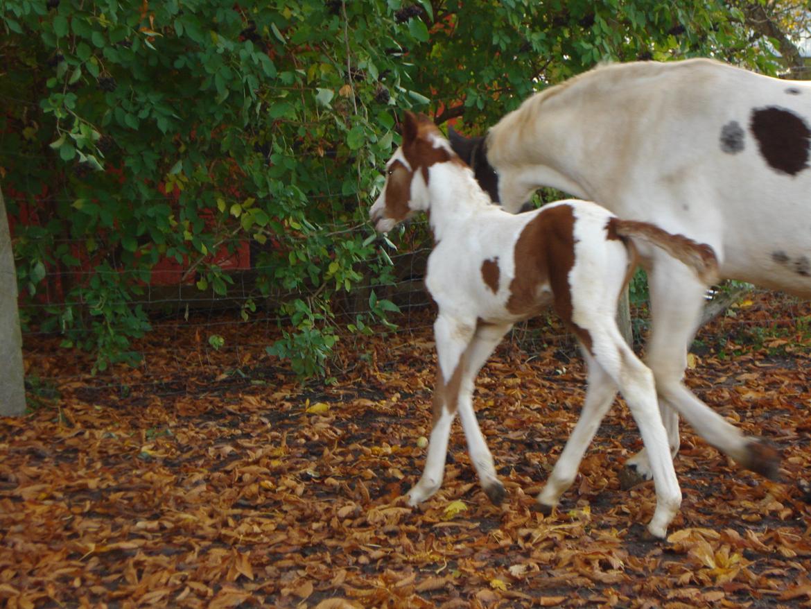 Pinto Orenda Natane billede 5