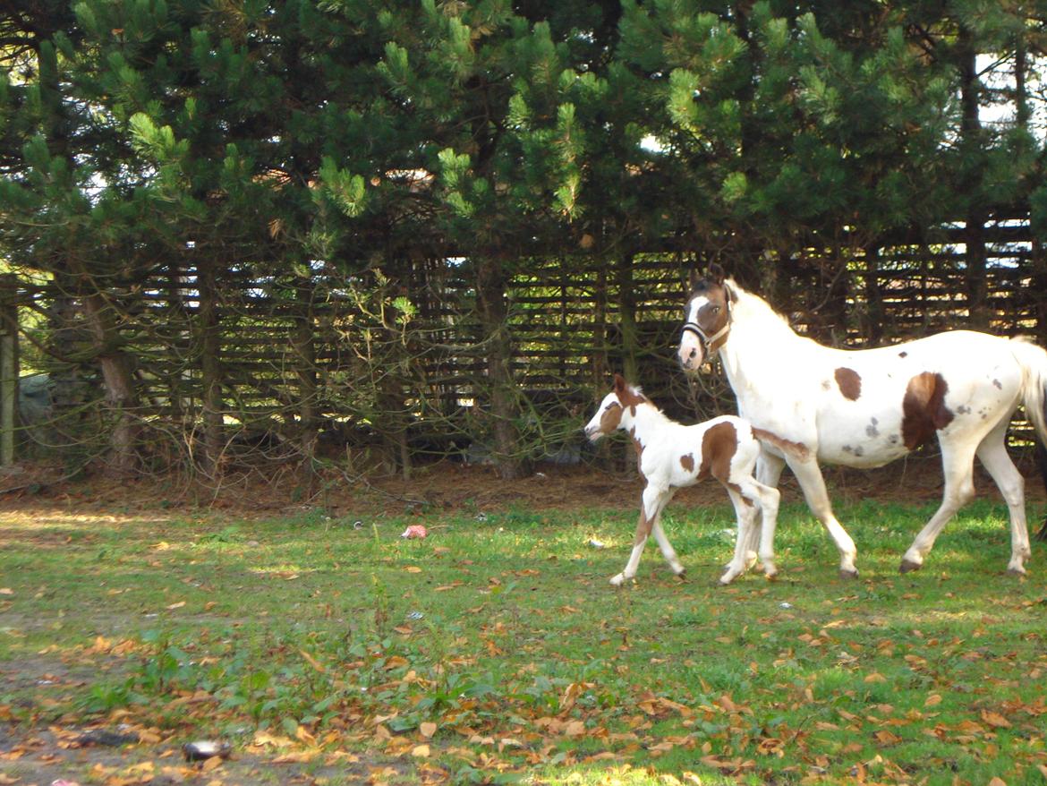 Pinto Orenda Natane billede 7