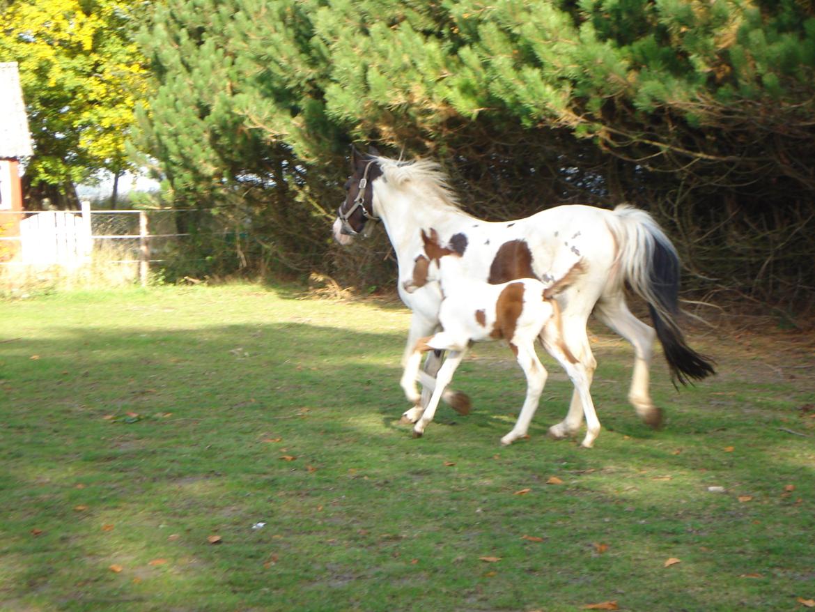 Pinto Orenda Natane billede 10