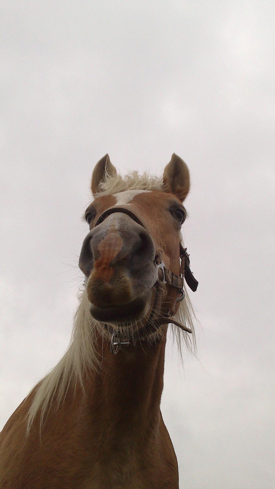 Haflinger Katinka billede 8
