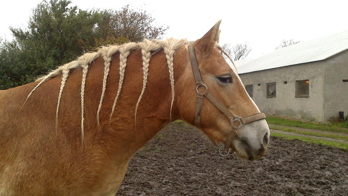Haflinger Katinka billede 9