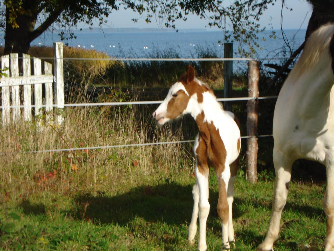 Pinto Orenda Natane billede 8