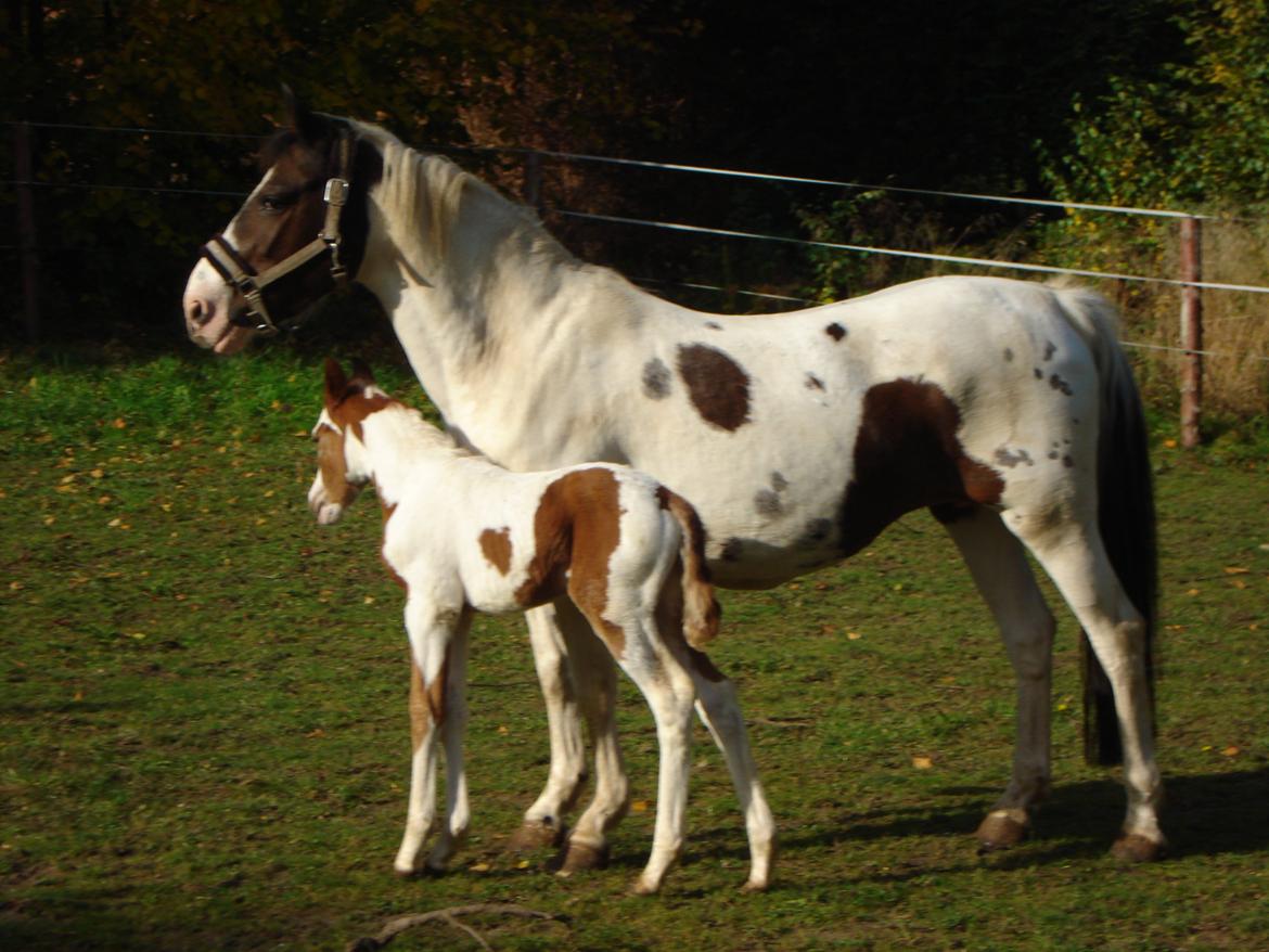 Pinto Orenda Natane billede 11