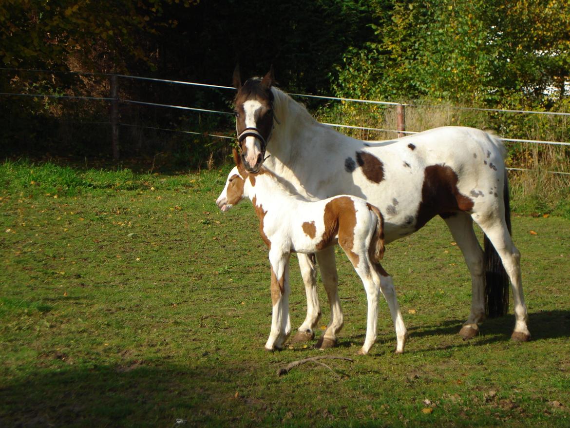 Pinto Orenda Natane billede 12