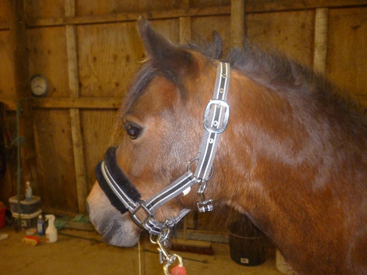 Welsh Mountain (sec A) Freja *Aflivet :'( I miss you* billede 15