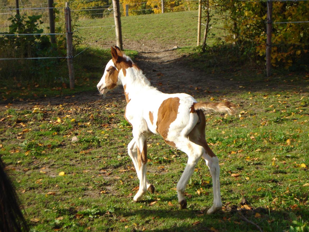 Pinto Orenda Natane billede 3
