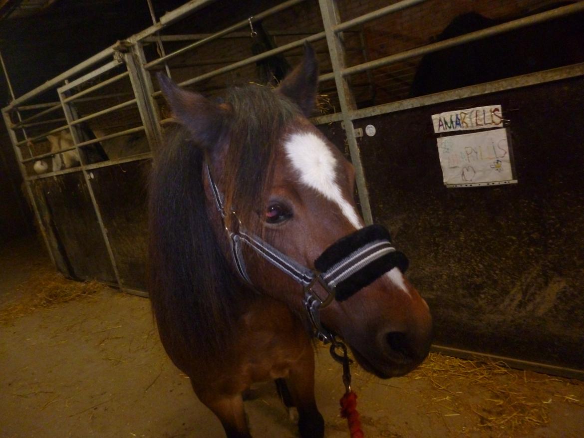 Welsh Mountain (sec A) Freja *Aflivet :'( I miss you* - Smukke!! :-* <3333 billede 17