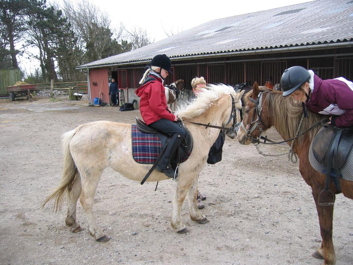 Anden særlig race Pippi billede 8