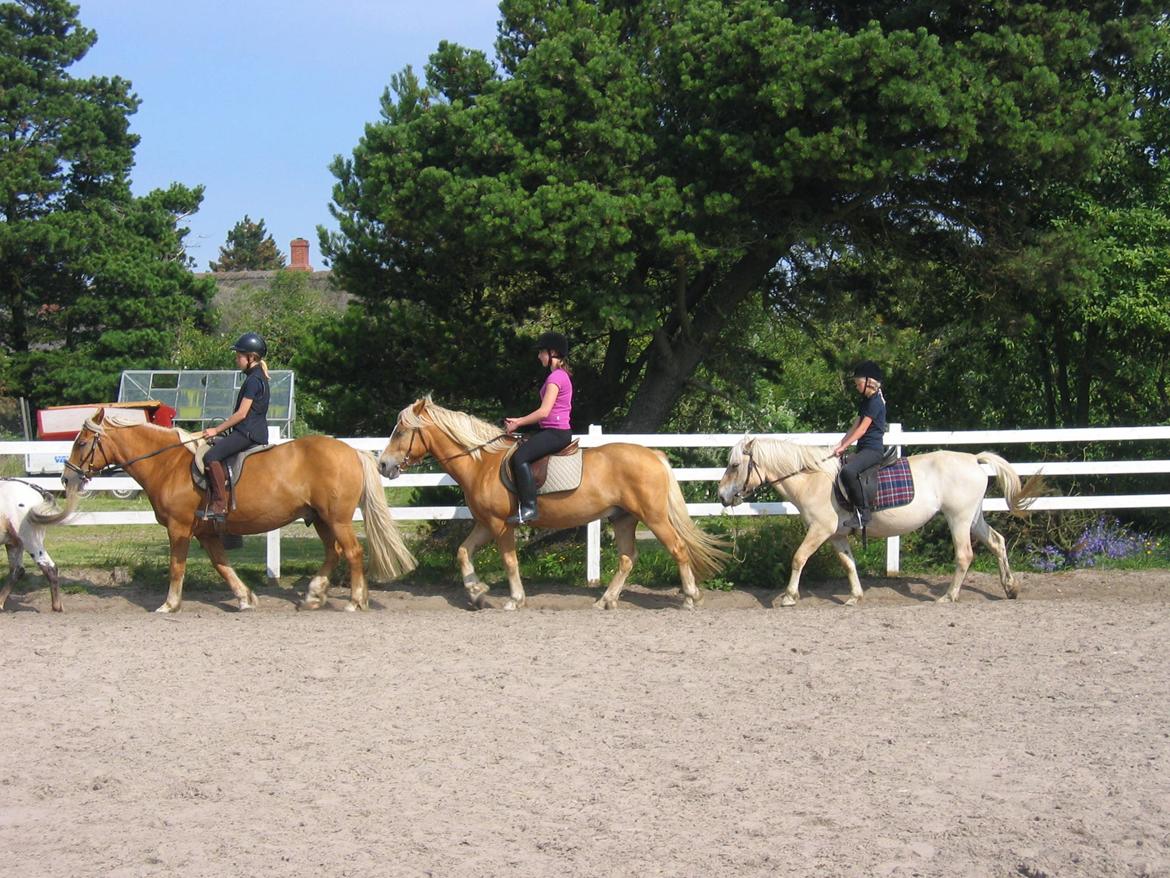 Anden særlig race Pippi billede 16