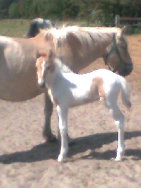 Anden særlig race Pippi - Pippi og Cola<3 billede 15
