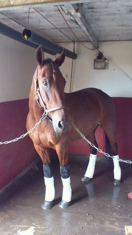 Traver Jobi Hill billede 1