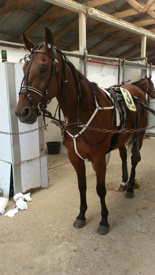 Traver Jobi Hill billede 3