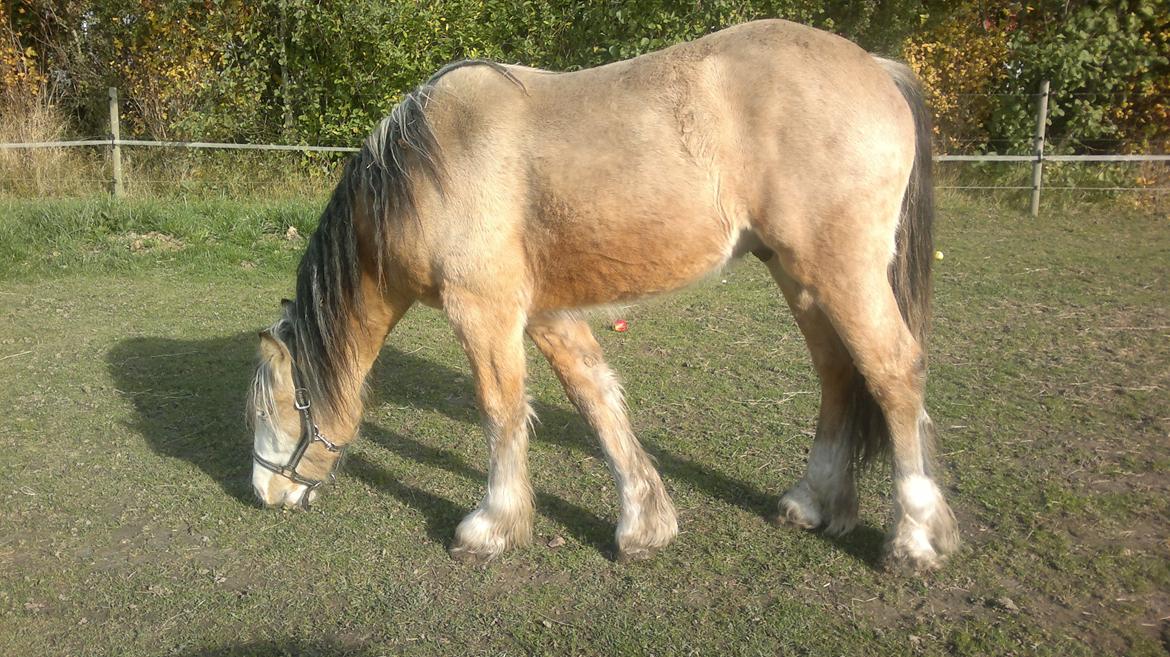 Irish Cob Caramel - De er nu gode, de hersens æbler billede 8
