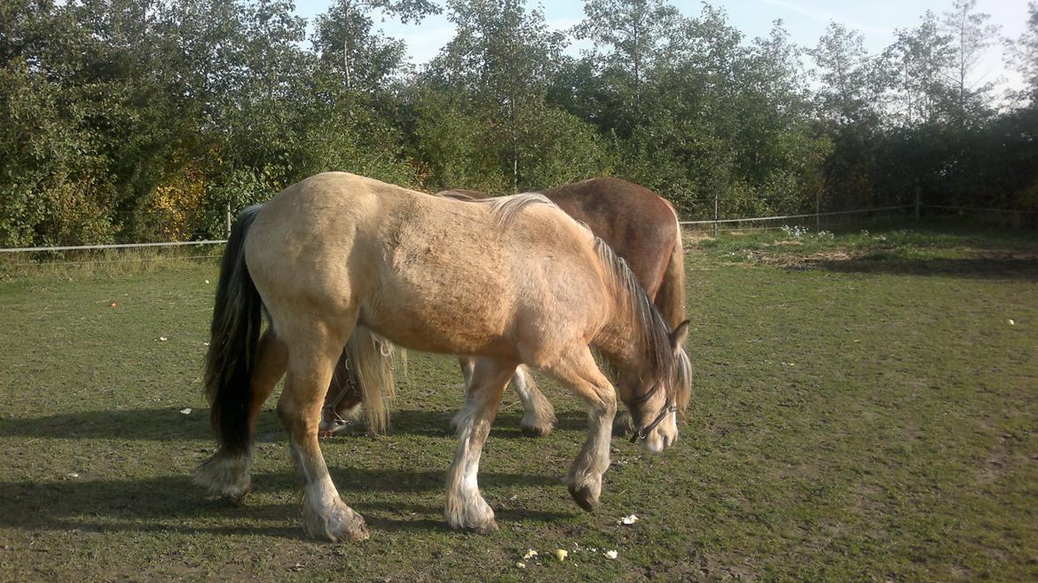 Irish Cob Caramel - Nej.. jeg vil også have det æble billede 7