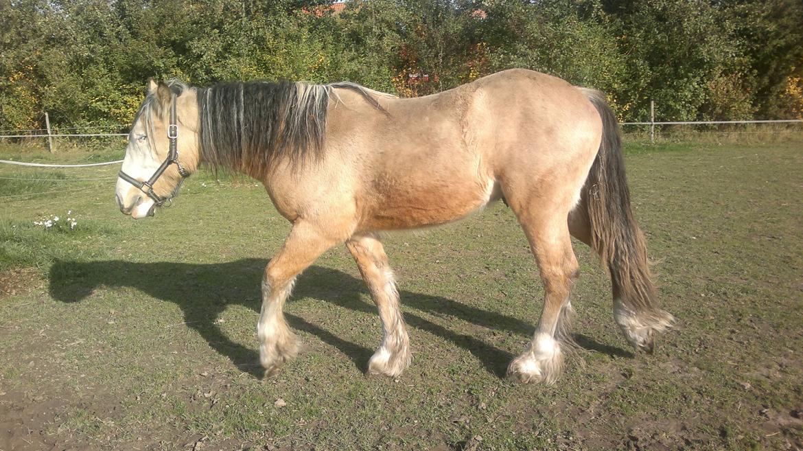 Irish Cob Caramel - Wow, der er flere æbler derhenne billede 9
