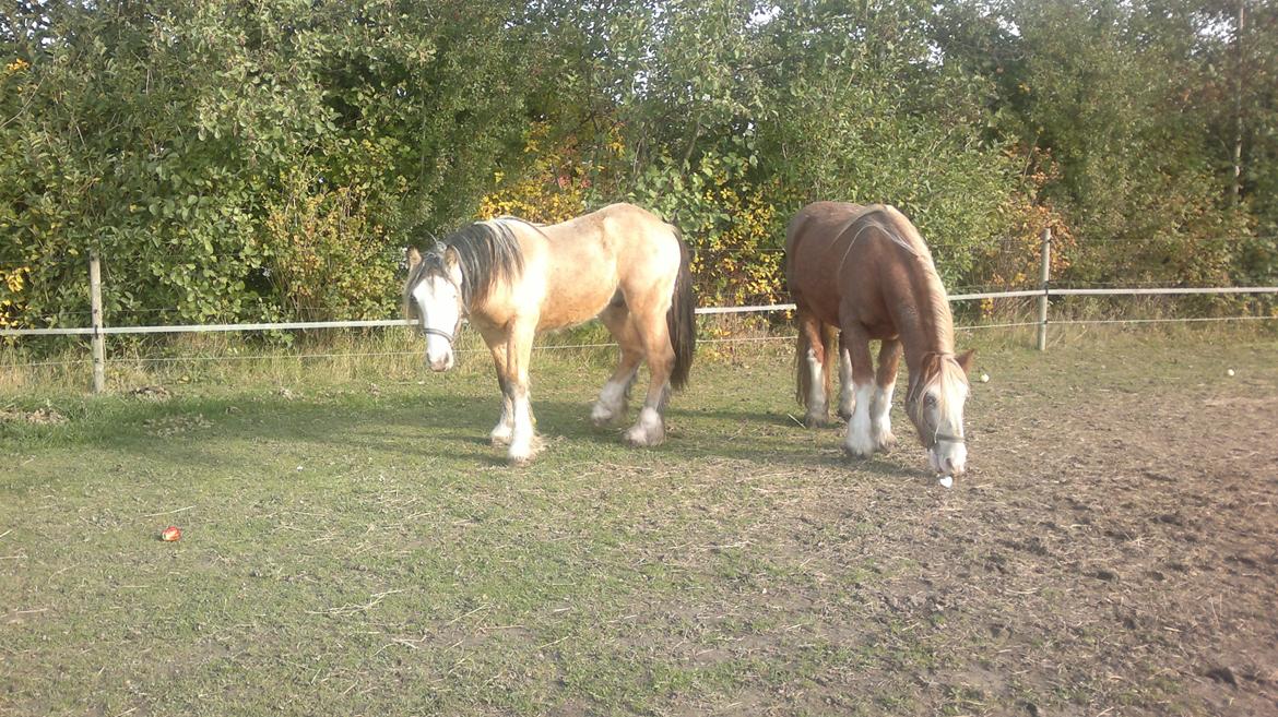 Irish Cob Pop-Eye van Erpekom - 19. okt 2012 Pop og Caramel billede 4