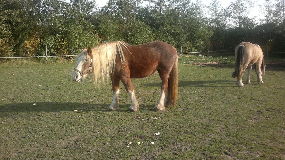 Irish Cob Pop-Eye van Erpekom - Ahh æbler billede 10