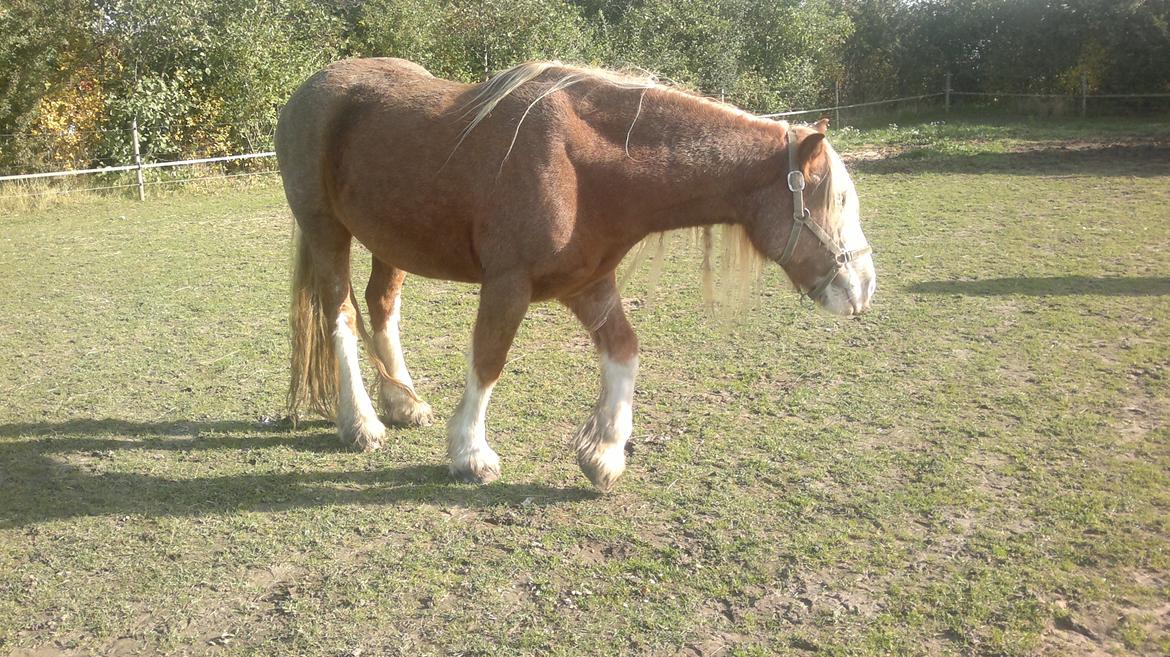 Irish Cob Pop-Eye van Erpekom - Der er flere derovre billede 11