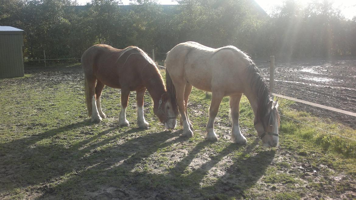 Irish Cob Pop-Eye van Erpekom - Ja... Pop er blevet den lille -højdemæssigt;-) billede 5
