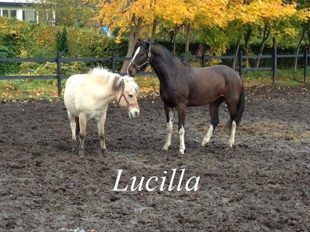 Dansk Varmblod Lucilla-HØM "SOLGT" - Lucilla og hendes fold kammerat. billede 17