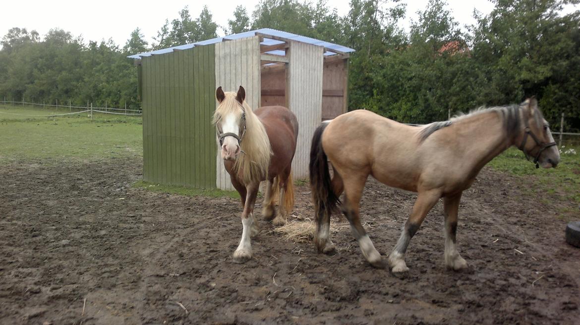 Irish Cob Pop-Eye van Erpekom - 31 aug. 2012 Det var godt du kom med noget hø... her er jo lidt knapt med græs nu billede 6