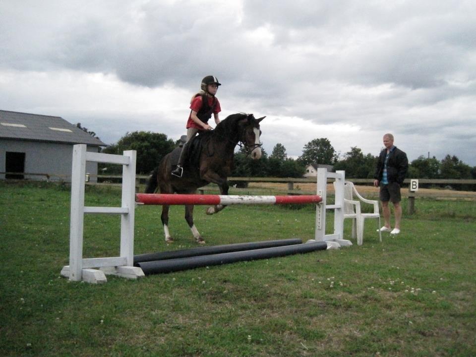 Welsh Pony (sec B) Korreborgs Mateus - springer 70 cm
 billede 8