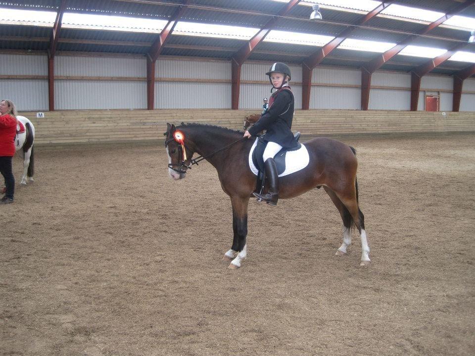 Welsh Pony (sec B) Korreborgs Mateus - til et stævne billede 6